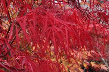 red spider 4 29 oct 11.jpg
