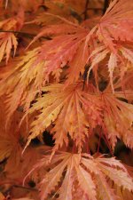 sg h 29 oct 11.jpg