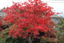 omoto 1 29 oct 11.jpg