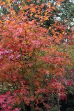 sazanami 1 29 oct 11.jpg