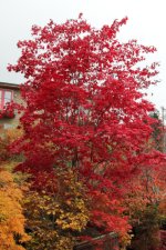 red emperor 1 29 oct 11.jpg