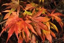 nishiki nishiki momiji 2 29 oct 11.jpg