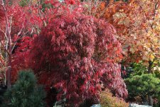 autumn fire b 1 nov 11.jpg