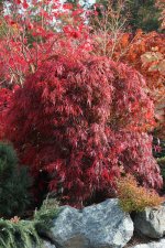 autumn fire a 1 nov 11.jpg