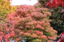 akita yatsubusa 21 oct 11.jpg