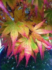 IMG_0742.jpg