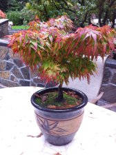 IMG_1138.jpg