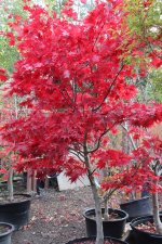okagami 5 nov 11.jpg