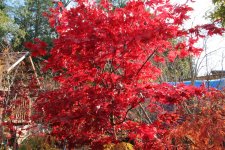 okagami a 5 nov 11.jpg