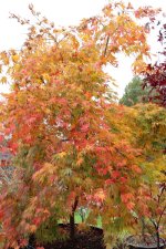elmwood 7 nov 11.jpg