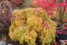 flavenscens 7 nov 11.jpg