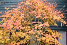 tsuma beni 7 nov 11.jpg