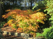 ACER  TSUMA  BENI 28-10-2011 16-27-02.jpg