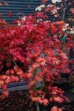 oshu shidare 28 oct 11.jpg