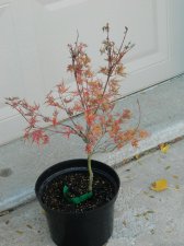 Jap Maple Seiryu.jpg