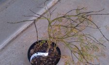 Jap Maple Sunset blackened branches1.jpg