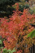 orange dream 1 2 nov 11.jpg