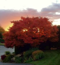 fall maple.jpg