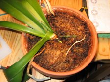 My Plant 001.jpg