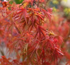IMG_0806.jpg