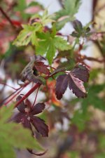 IMG_0687.jpg