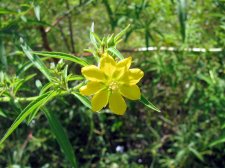 mini-wildflowers 019.JPG