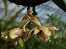 Stanhopea_hernandezii_09.jpg