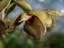 Stanhopea_hernandezii_07.jpg