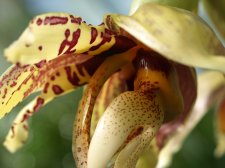 Stanhopea_hernandezii_13.jpg