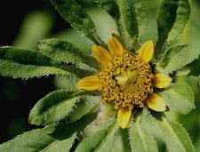 5197E-Bidens vulgata.jpg