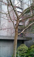 20120215_ComoxFoot_Whitcomb_Cutler_IMAG0554.jpg