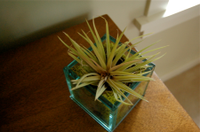 AIR FERN PHOTO 3.png