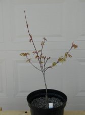 Apalm Mendocino Momiji.jpg