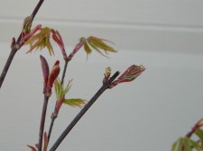 Apalm Mendo Close-up.jpg