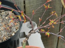 Apalm Shishi yat First Leaves.jpg