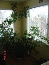 umbrella tree 004.jpg