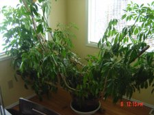umbrella tree 006.jpg