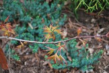 Gold Coin Maple 3-22-11.jpg