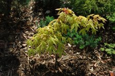 Gold Coin Maple 4-10-11.jpg