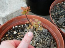Apalm Squitty Mar 15.jpg