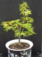 Spring  Acer Palmatum Tattoo.JPG