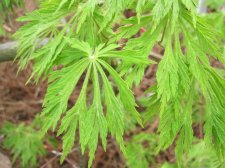 Green Cascade.jpg