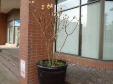 20120325_HornbySeawall_YellowFragrant_Cutler_P1190747.jpg