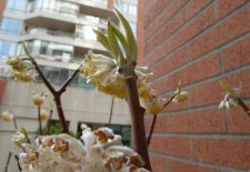 20120325_HornbySeawall_YellowFragrant_Cutler_P1190758.jpg