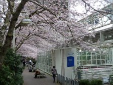 20120402_BurrardStation_Akebono_Cutler_P1200048.jpg