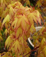 Katsura7.jpg