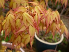 Katsura8.jpg