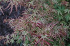 DSC_0165.jpg