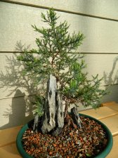 Cedar Eastern Red.jpg