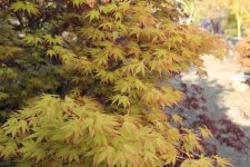 ap aureum leaf 2 15 apr 12.jpg